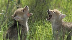 Old three Wolves British Columbia rocky mountains