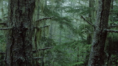 Olympic National forest nature