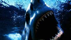 One shark high This any res specifically