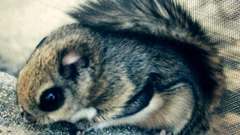 One Year after getting Momonga