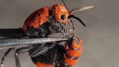 Orange ant velvet pismire fourmi