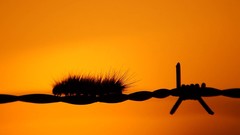 Orange background silhouettes caterpillars