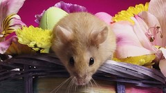 Orange baskets mice Flowers