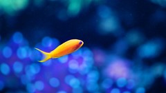 Orange fish underwater bokeh focused