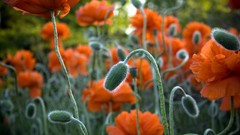 Orange flowers Poppies buds