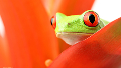 Orange Frogs Red-Eyed Tree