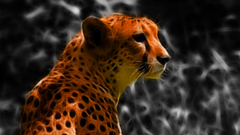 Orange geopard just Got