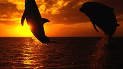 Orange silhouettes jumping Dolphins