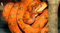 Orange snakes