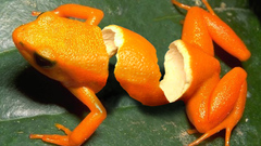 Oranges Frogs Photo manipulation