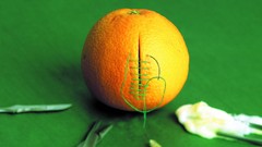 Oranges funny green background cutting stitch medical