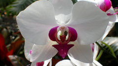 Orchid Brave heart flower