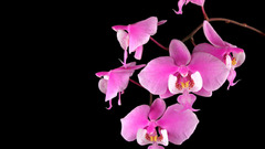 Orchid flower nature