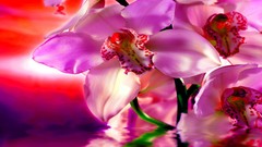 Orchids orchidea