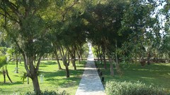 Orchids paths Turks and Caicos islands