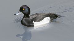 Oregon Beavers The state hires ats aythya fuligula