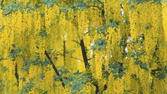 Oregon Portland golden chains