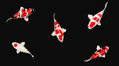 Origami koi