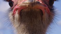 Ostrich Aruba high bird