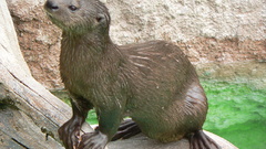 Otter