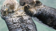 Otters