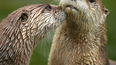 Otters