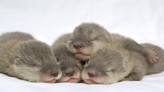 Otters baby animals