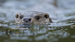 Otters rivers
