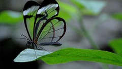 Outdoors Glasswing Butterfly Butterflies