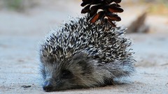 Outdoors hedgehogs pinecones Animals