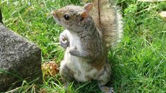 Outdoors squirrels Animals grass