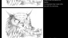 Owl web here The and draw gofu