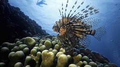 Pacific ocean lionfish sea anemones Sea Life