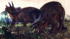 Paintings Dinosaurs triceratops Zdenek