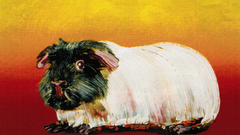 Paintings guinea pigs