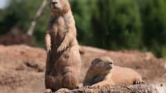 Pair prairie Dogs animal