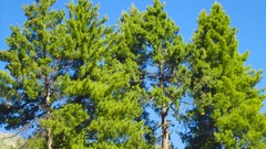 Pakistan nanga parbat Fairy Meadows