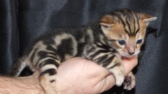 Palm Animals hands arm