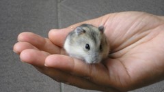 Palm Animals hands hamsters