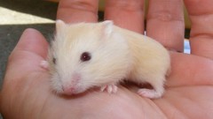 Palm Animals hands hamsters