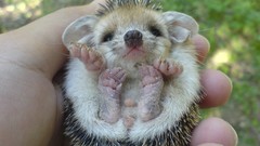 Palm Animals hands hedgehogs