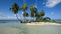 Palm trees belize