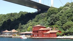 Palm trees Istanbul bunt