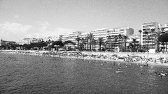 Palm trees swimming Beaches cannes Riviera