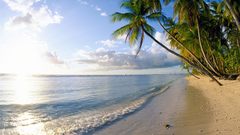 Palm trees Tobago Beaches
