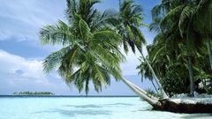 Palms beach Sea Islands