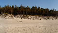 Panorama forest beach shoreline
