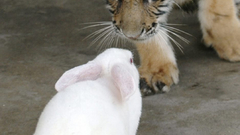 Panthera tigris high