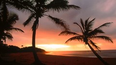 Paradise palm trees dominican republic