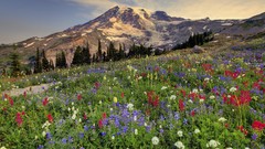 Paradise Washington Mount Rainier